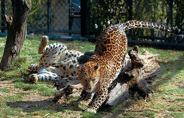 Nainital Zoo